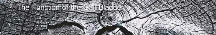 The Function Of the Bladder