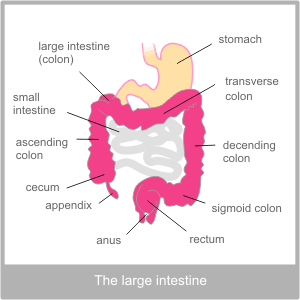 The anatomy of the large intestine