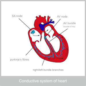 The Coduction System of the Heart