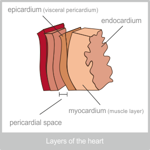 Layers Of The Heart