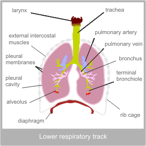 The lower respiratory track. Western diagnosis of the resporatory system