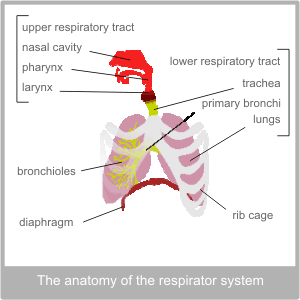 The upper & lower track. The physiology of the respiratory system.