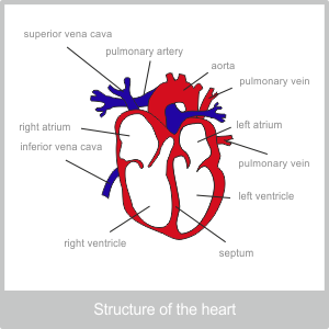 The Structure Of The Heart