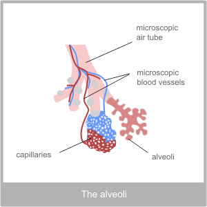 The Aveoli.The pysiology of the respiratory system
