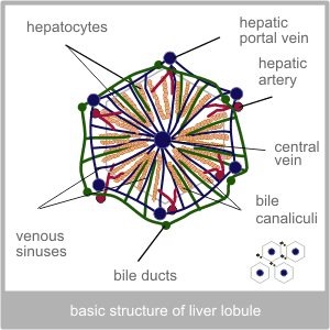 The basic structure of the liver lobule. Wester diagnosis of the liver by Torbay Acupuncture Centre