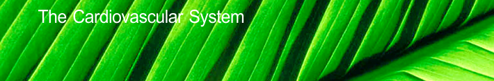 The Cardiovascular System
