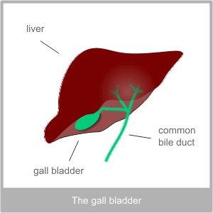 The Gall Bladder. Western diagnosis of the gall bladder by the Torbay Acupuncture Centre