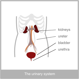 The Urinary System