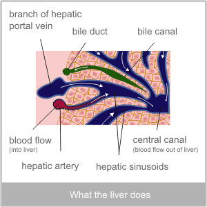 What the liver does. Western diagnosis of the liver by The Torbay Acupuncture Centre