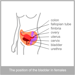 The Female Bladder. Westerern dignosis of the physiology of the bladder by the Torbay Acupuncture Centre