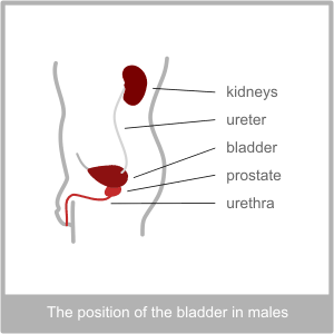 The Male Bladder. Western diagnosis of the blagger, ureter and urethra by Torbay Acupuncture Centre