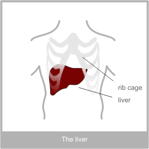 The Liver. Western medicine diagnosis of the liver. The Physiology of the liver and what the liver does.