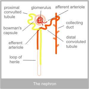 The Nephron System. Torbay Acupuncture Centre's western diagnosis of the kidneys This is a digram of the nephron system. 
